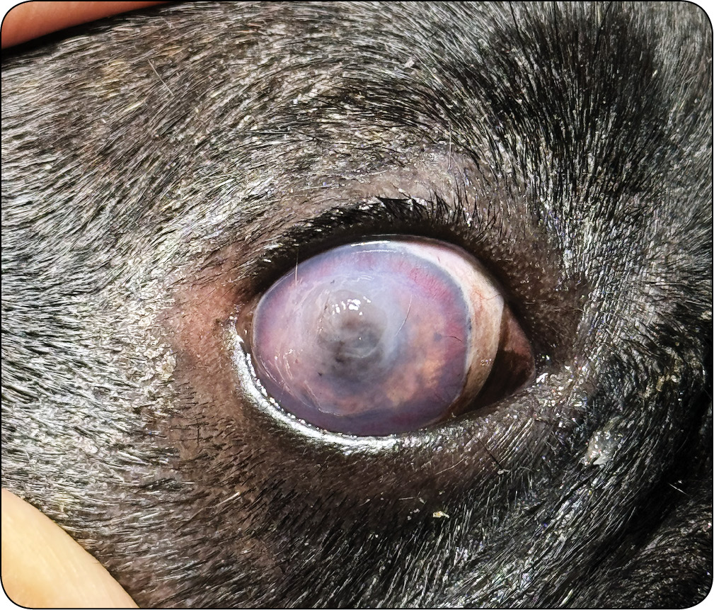 WWP_4_25_okulistyka_Katarzyna_Szulc_OWRZODZENIA_ROGOWKI_KLASYFIKACJA_DIAGNOSTYKA_LECZENIE_RYC_121 rogówki