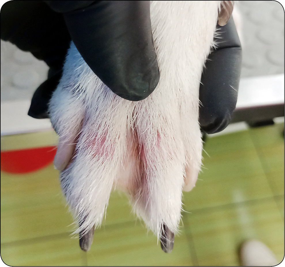 WWP_4_25_vet-testy_Marcin_Szczepanik_SZAMPON_MALADERM_W_LECZENIU_PSOW_Z_AZS_RYC_1 MalaDerm