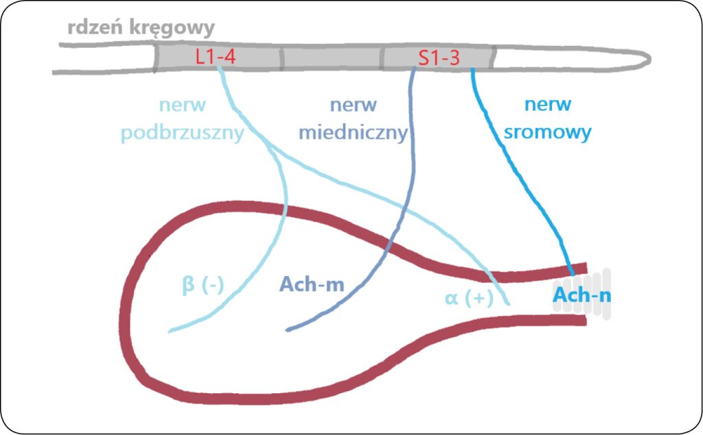WWP_5_25_urologia_Anna_Kuziemska_NIETRZYMANIE_MOCZU_U_SUK_TLO_HORMONALNE_RYC_1