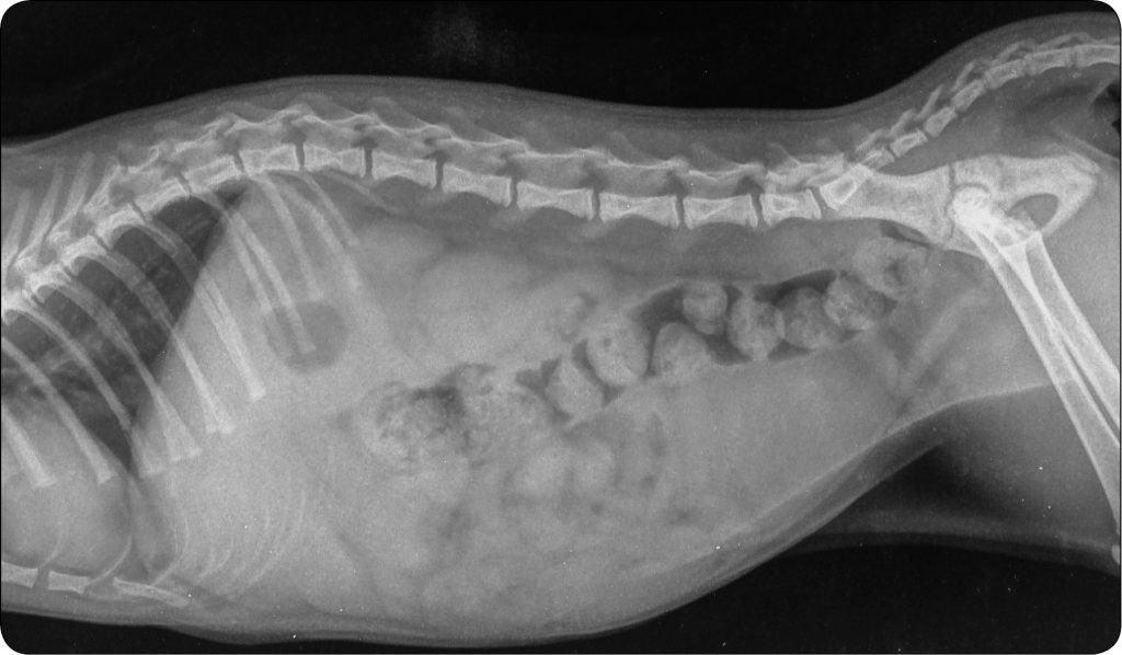 WWP_5_25_rehabilitacja_Magdalena Plewa_ZLAMANIA_KREGOSLUPA_REHABILITACJA_RYC_2