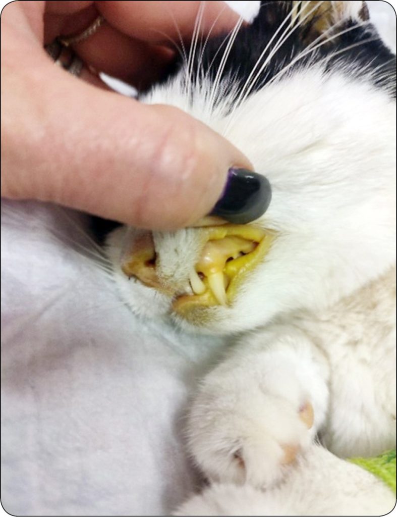 WWP_5_25_kazuistyka_Kamila_Glinska-Suchocka_KOT_ZATRUCIE_SAGOWCEM_RYC_1