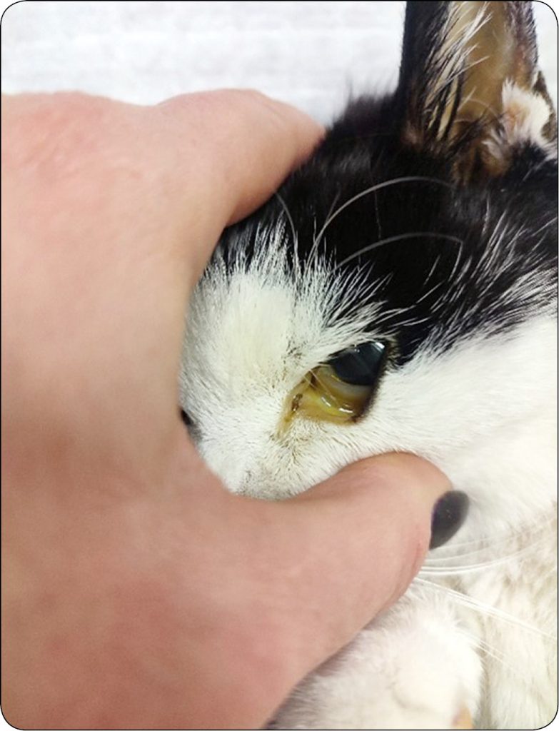 WWP_5_25_kazuistyka_Kamila_Glinska-Suchocka_KOT_ZATRUCIE_SAGOWCEM_RYC_2 sagowcem