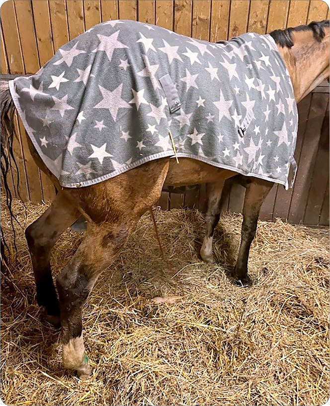 CHOROBY_KONI_25_Justyna_Domagala_MYOSIN_HEAVY_CHAIN_MYOPATHY_MYHM_RYC_2