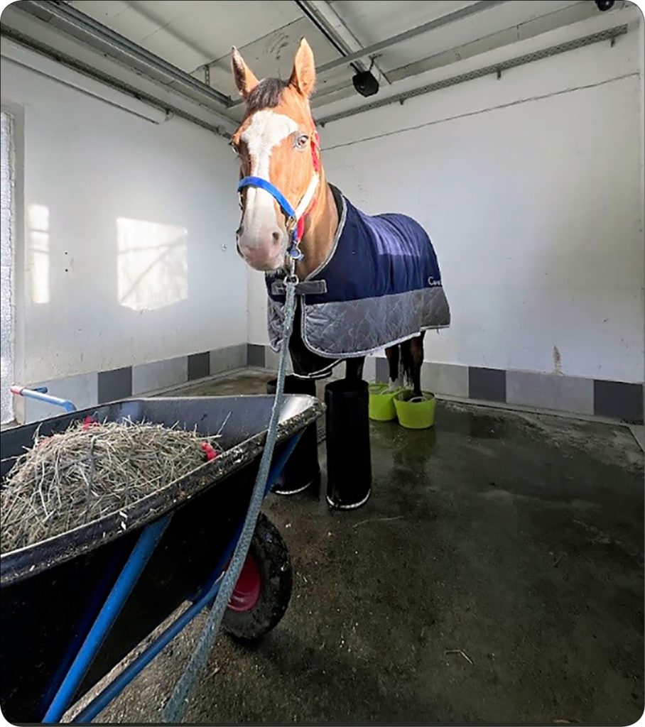 CHOROBY_KONI_25_Justyna_Domagala_MYOSIN_HEAVY_CHAIN_MYOPATHY_MYHM_RYC_3