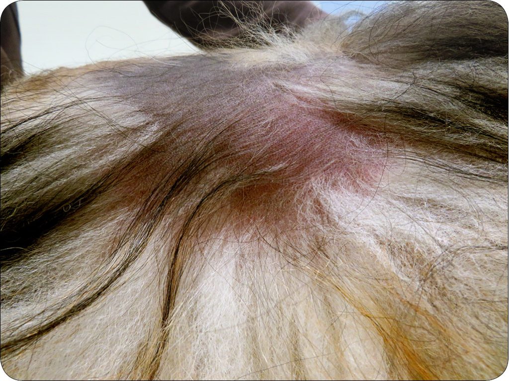 ENDO-DERMA_25_Piotr_Wilkolek_SPOJRZENIE_DERMATOLOGA_NA_PSY_RASY_POMERANIAN_RYC_3