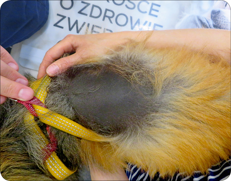 ENDO-DERMA_25_Piotr_Wilkolek_SPOJRZENIE_DERMATOLOGA_NA_PSY_RASY_POMERANIAN_RYC_4