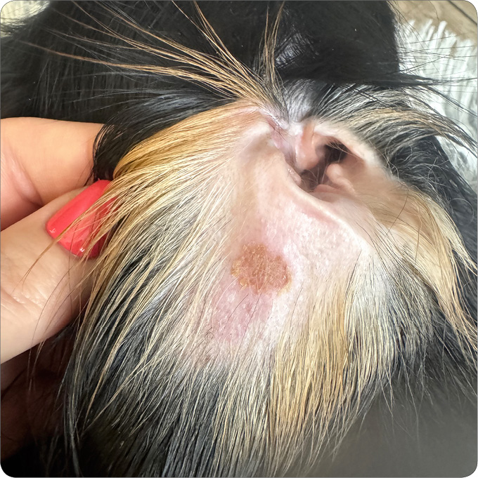 ENDO-DERMA_25_Agnieszka_Gecewicz_TELEMEDYCYNA_W_DERMATOLOGII_WETERYNARYJNEJ_RYC_1