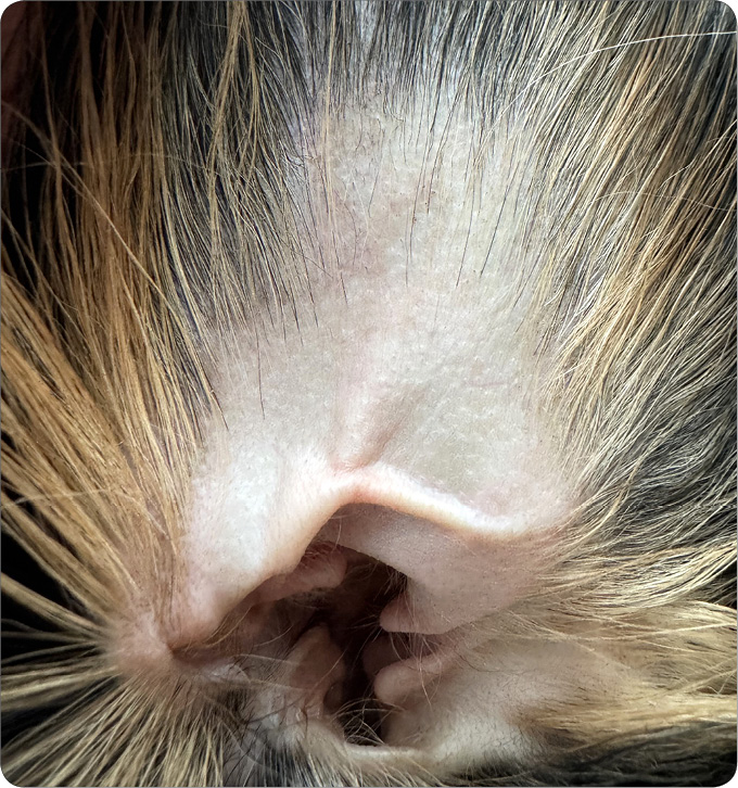 ENDO-DERMA_25_Agnieszka_Gecewicz_TELEMEDYCYNA_W_DERMATOLOGII_WETERYNARYJNEJ_RYC_2