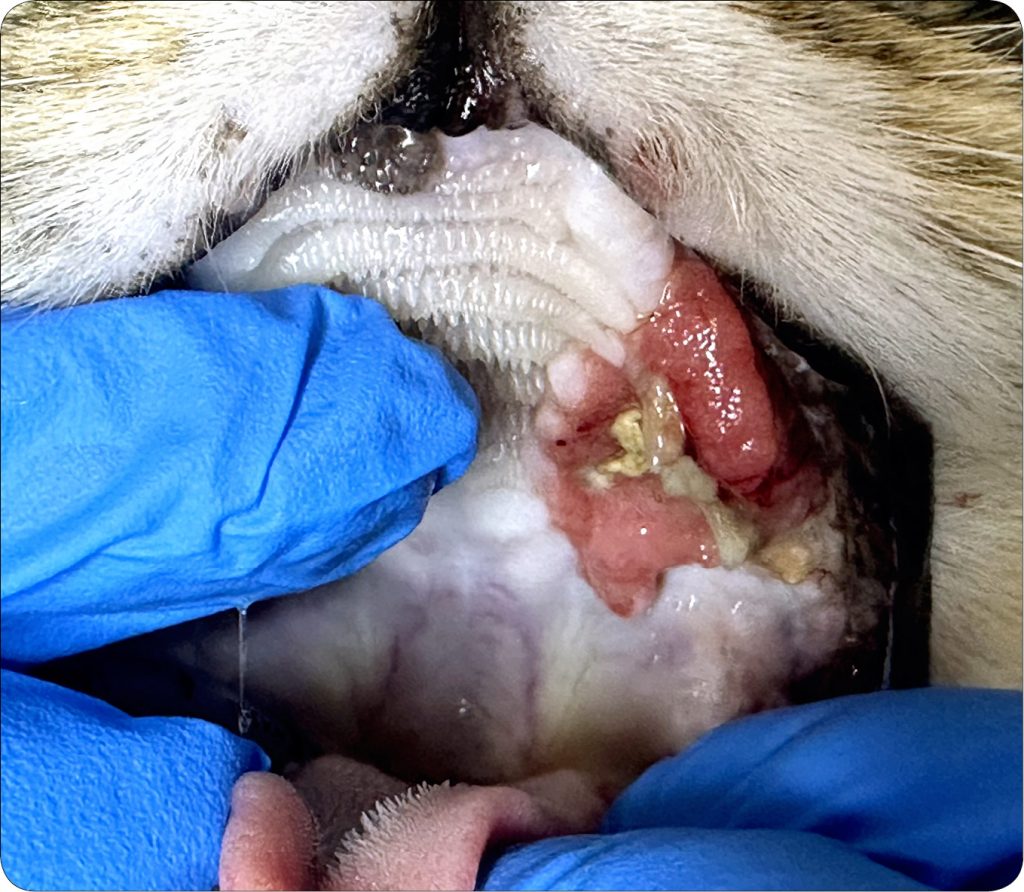 WWP_7-8_25_stomatologia_kazuistyka_Jagoda_Cinciala_ZMIANY_ROZROSTOWE_W_JAMIE_USTNEJ_PSOW_I_KOTOW_RYC_7 jamie ustnej