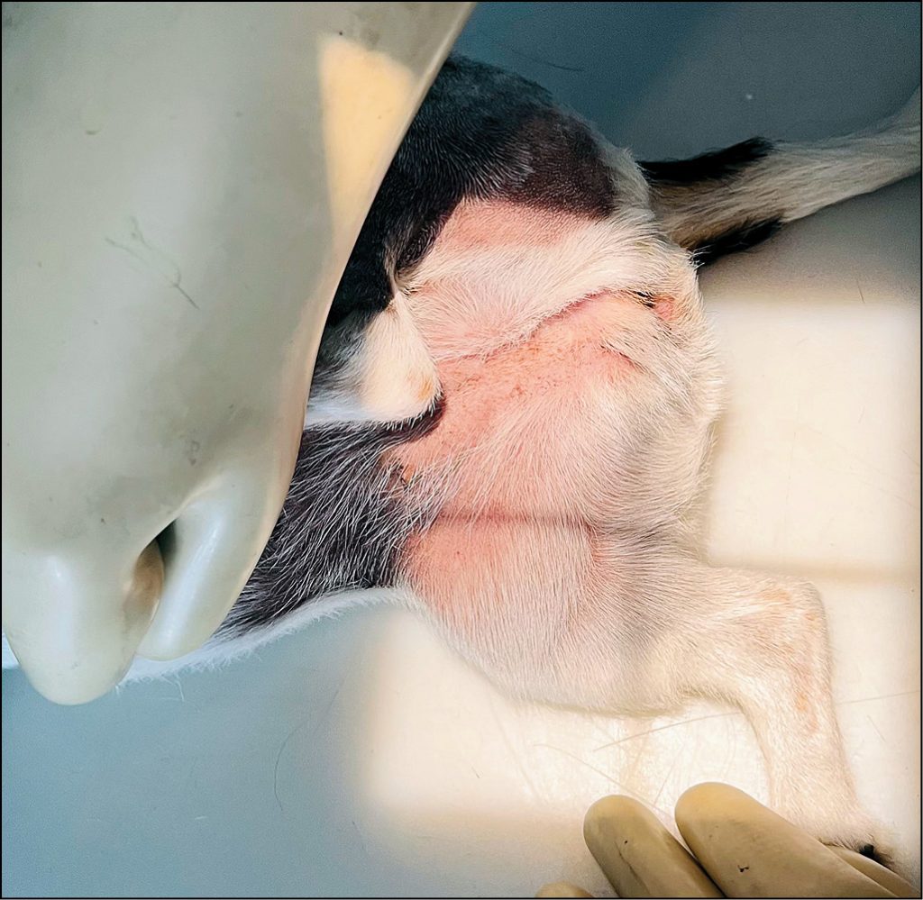 VET_CHIRURGIA_25_Magdalena_Rembowska_LECZENIE_OPERACYJNE_ZWICHNIECIA_PRZYSRODKOWEGO_RZEPKI_RYC_3