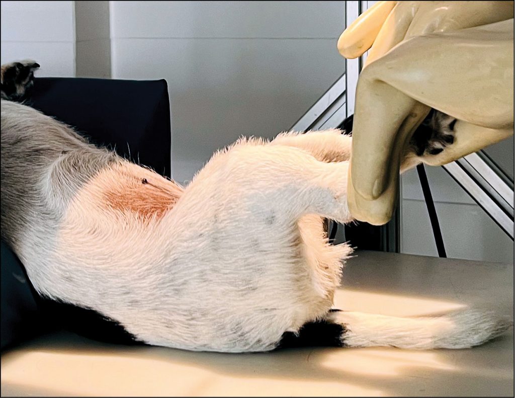 VET_CHIRURGIA_25_Magdalena_Rembowska_LECZENIE_OPERACYJNE_ZWICHNIECIA_PRZYSRODKOWEGO_RZEPKI_RYC_5