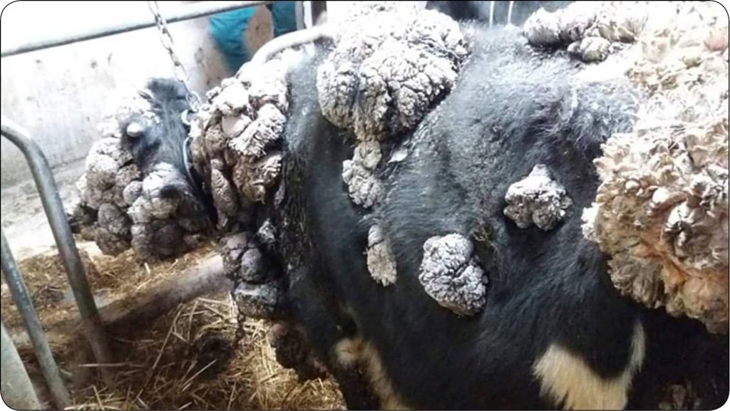 WWT_3_25_Jagoda_Ciszewska-Ceran_temat_sezonu_WYBRANE_CHOROBY_SKORY_BYDLA_RYC_4 choroby skóry