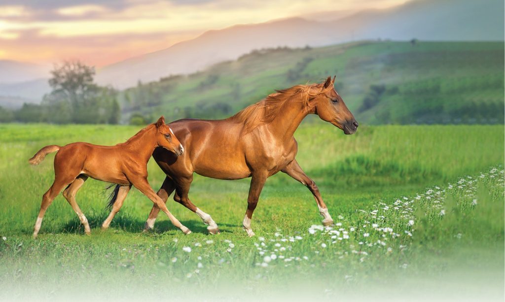 WWT_3_25_Anna_Niemiec_konie_CZYNNIKI_WPLYWAJACE_NA_SKUTECZNOSC_EMBRIOTRANSFERU_iStock embriotransferu