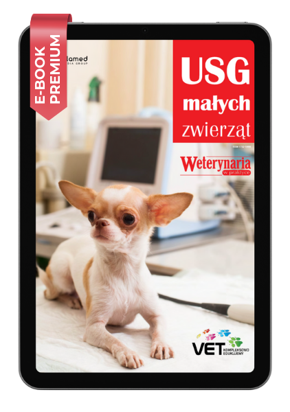 USG małych zwierząt