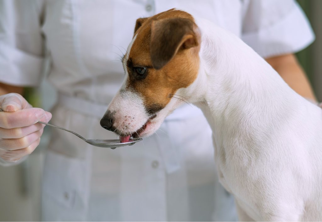 WWP_9_15_gastroenetrologia_Maciej_Grzegory_DYSFAGIA_U_PSOW_I_KOTOW_POSTEPOWANIE_TERAPEUTYCZNE_iStock-2161502449