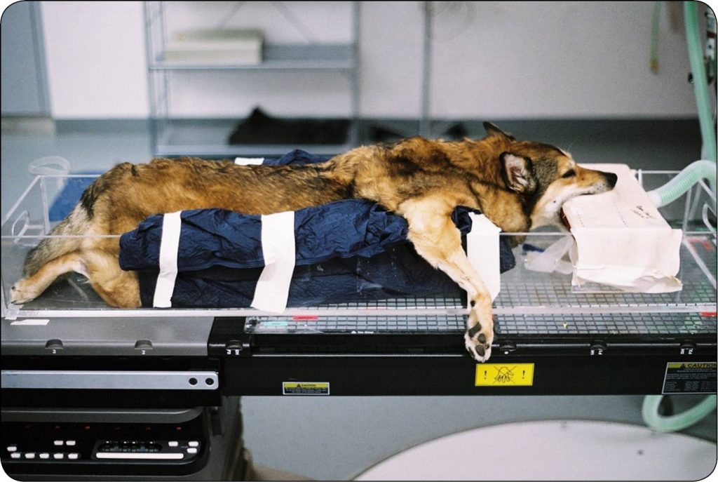 WWP_9_25_onkologia_Aleksandra_Marcinowska_CZERNIAK_JAMY_USTNEJ_U_PSOW_RYC_6 Czerniak jamy ustnej