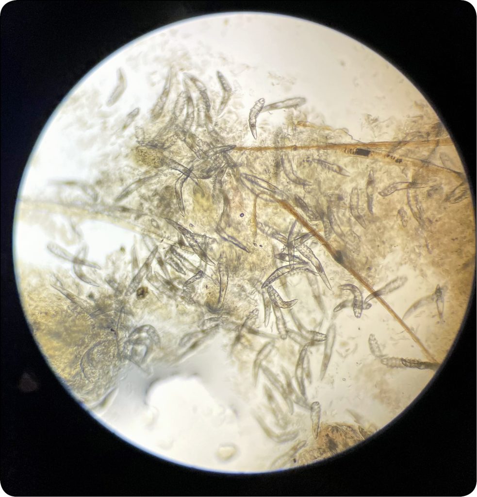 WWP_10_25_dermatologia_Monika_Pozniak_NUZYCA_WIEKU_DOROSLEGO_RYC_1_B