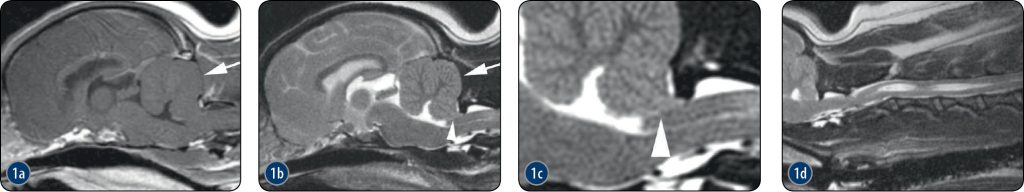 WWP_11-12_25_warto_wiedziec_Erik_Wisner_ATLAS_TK_I_MR_MALYCH_ZWIERZAT_RYC_2_3_1