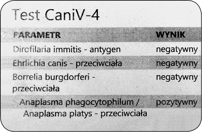 WWP_11-12_25_rehabilitacja_Magdalena_Plewa_REHABILITACJA_PACJENTA_Z_ANAPLAZMOZA_RYC_1