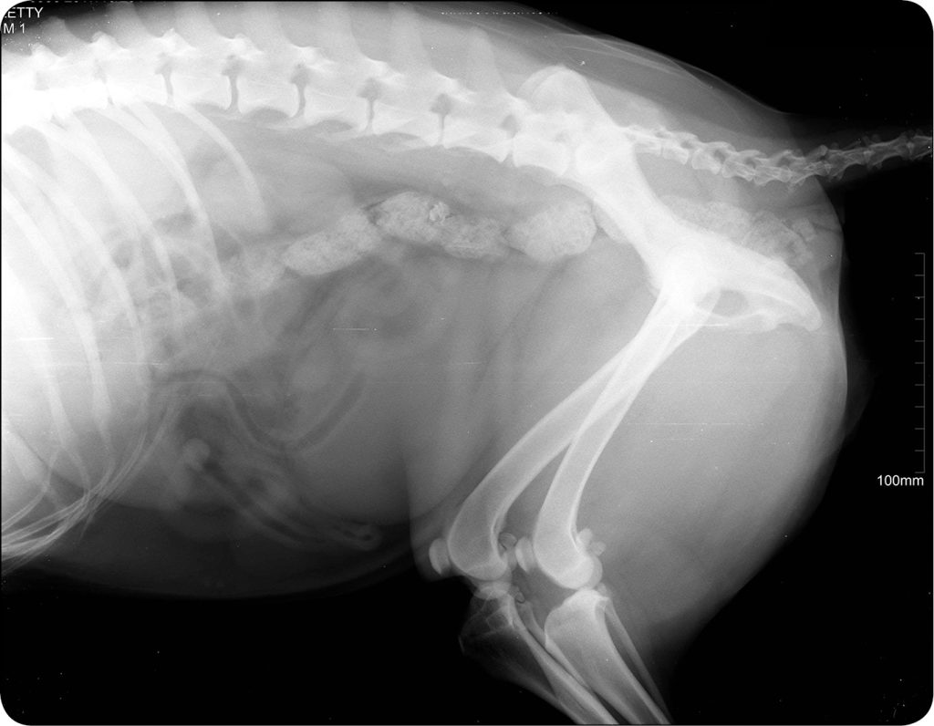 WWP_11-12_25_rehabilitacja_Magdalena_Plewa_REHABILITACJA_PACJENTA_Z_ANAPLAZMOZA_RYC_2