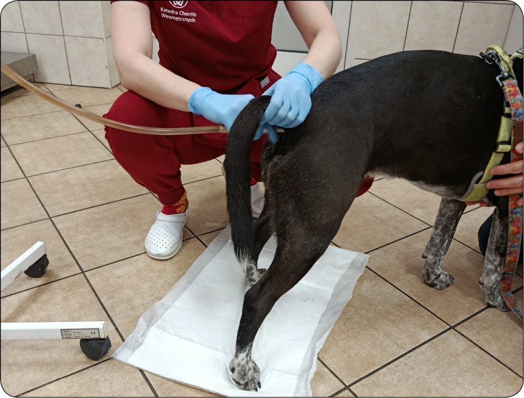 WWP_11-12_25_choroby_wewnetrzne_Agnieszka_Sikorska-Kopylowicz_ZAPARCIA_U_PSOW_I_KOTOW_RYC_1