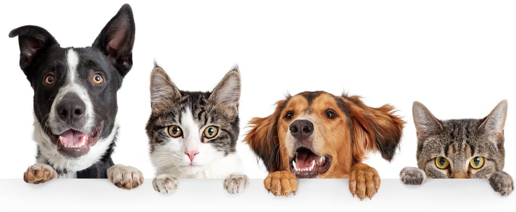 WWP_11-12_25_choroby_wewnetrzne_Agnieszka_Sikorska-Kopylowicz_ZAPARCIA_U_PSOW_I_KOTOW_iStock