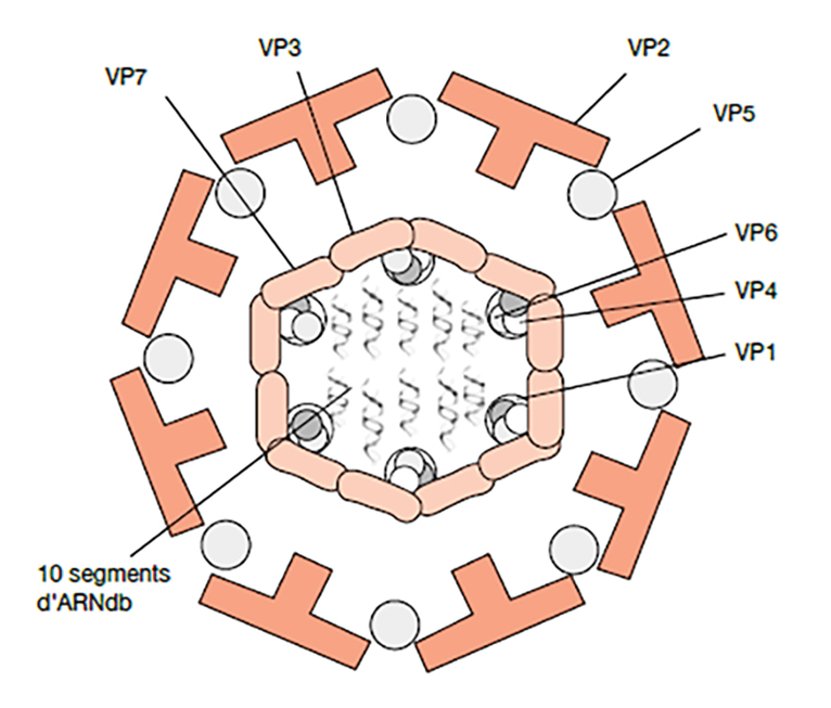 WWT_4_25_bydlo-cevolution_CHOROBA_NIEBIESKIEGO_JEZYKA_ASPEKTY_PRAKTYCZNE_RYC_2