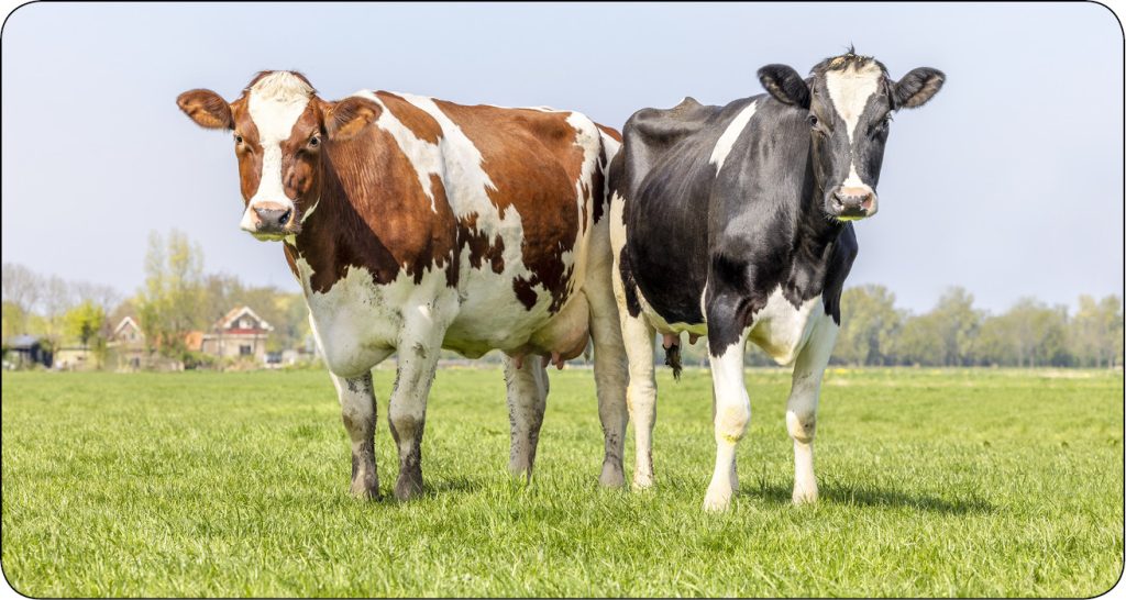 WWT_4_25_bydlo_Krzysztof_Rypula_KRYPTOSPORYDIOZA_W_STADACH_BYDLA_iStock-1500079971