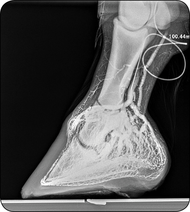 WWT_4_25_konie_Magdalena_Senderska-Plonowska_TECHNIKA_WYKONANIA_WENOGRAFII_RYC_19_A wenogram