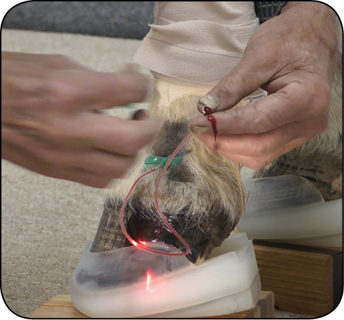 WWT_4_25_konie_Magdalena_Senderska-Plonowska_TECHNIKA_WYKONANIA_WENOGRAFII_RYC_7_B