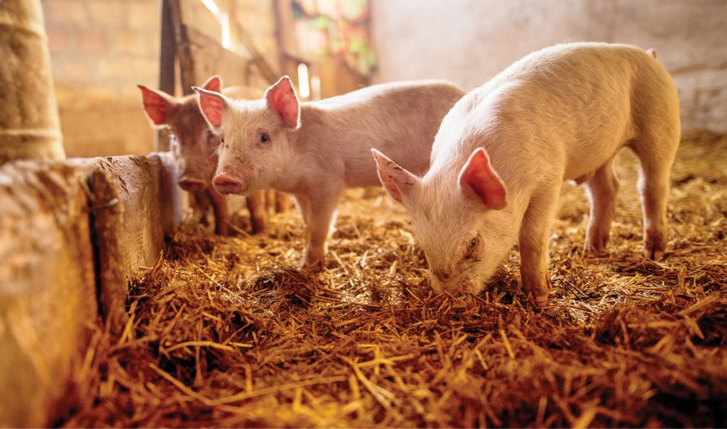 WWT_4_25_vet-biznes_Anna_Slowinska_PRAKTYKA_W_TERENIE_AFRYKANSKI_POMOR_SWIN_iStock Afrykański pomór świń