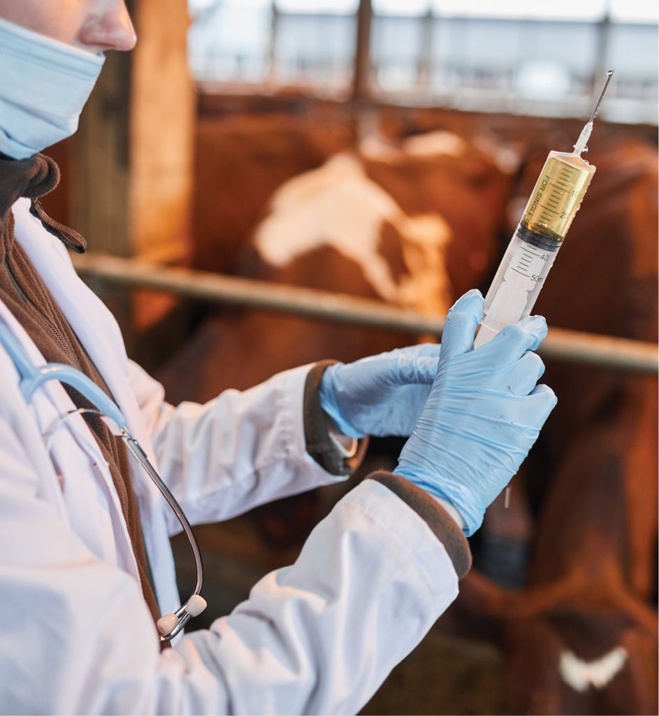 WWT_4_25_stopmastitis_Tomasz_Jankowiak_PRZEWODNIK_PO_STANDARDACH_SZCZEPIEN_U_BYDLA_iStock-1284913966 