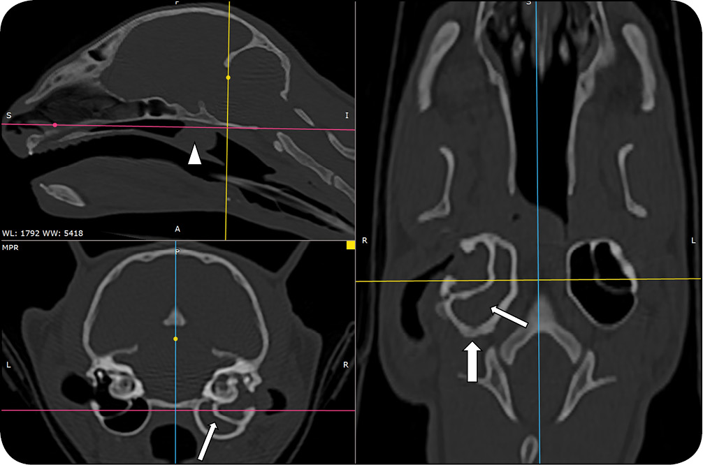 MEDYCYNA_KOTOW_25_Mateusz_Hebel_PRAKTYCZNE_ZASTOSOWANIE_BADAN_TK_I_MR_RYC_1