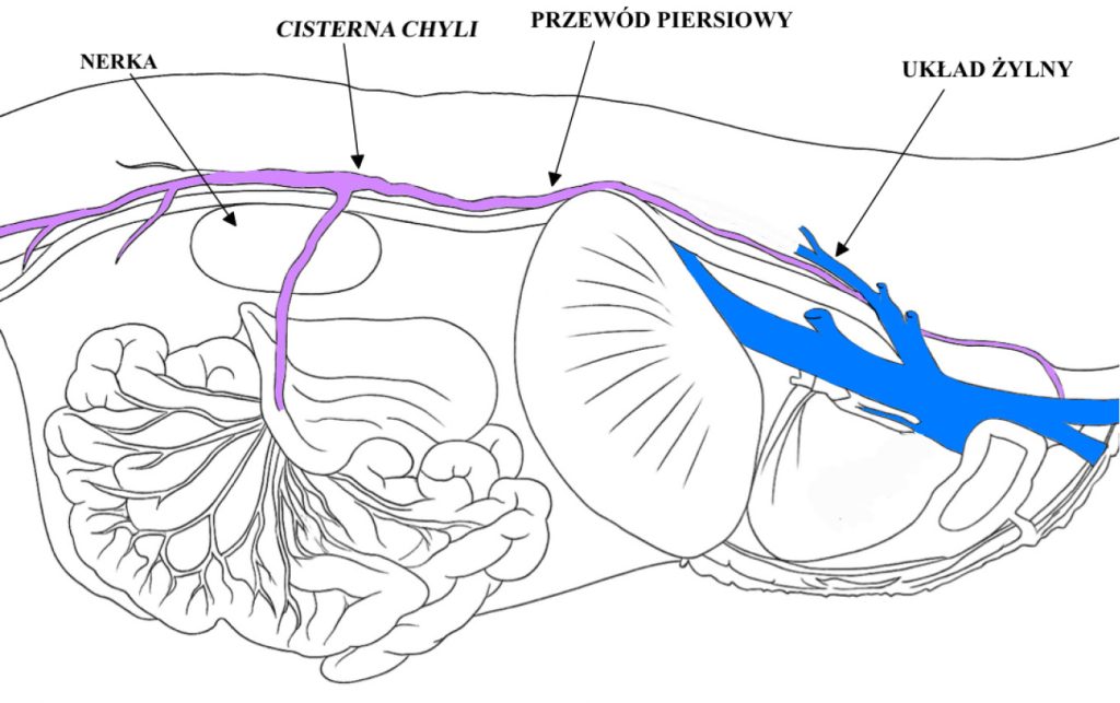 MEDYCYNA_KOTOW_25_Joanna_Bubak_CHLONKOPIERSIE_U_KOTA_RYC_1