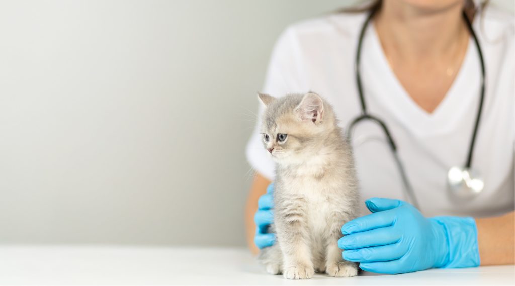 MEDYCYNA_KOTOW_25_Ewa_Kumiega_DIAGNOSTYKA_CHOROB_TRZUSTKI_U_KOTOW_iStock-2234704068