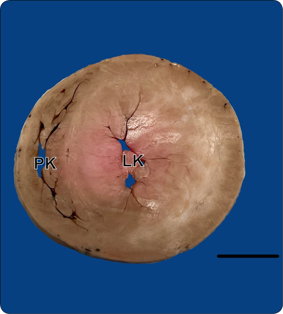 MEDYCYNA_KOTOW_25_Agnieszka_Noszczyk-Nowak_NIEWYDOLNOSC_SERCA_U_KOTOW_RYC_1