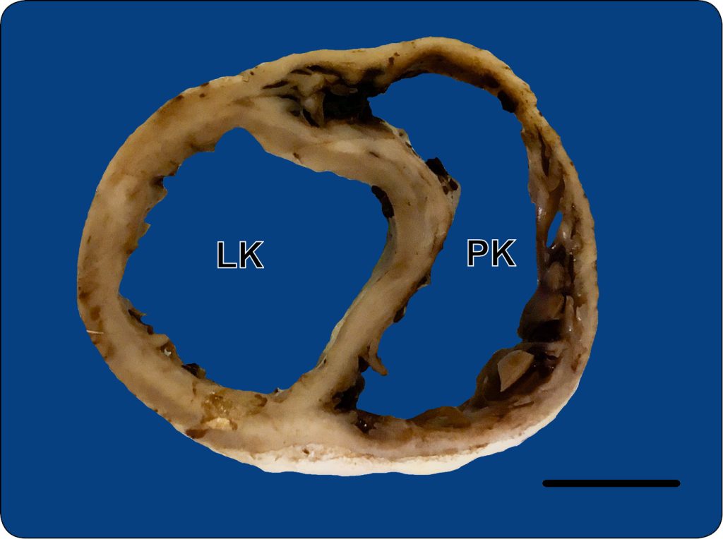 MEDYCYNA_KOTOW_25_Agnieszka_Noszczyk-Nowak_NIEWYDOLNOSC_SERCA_U_KOTOW_RYC_3