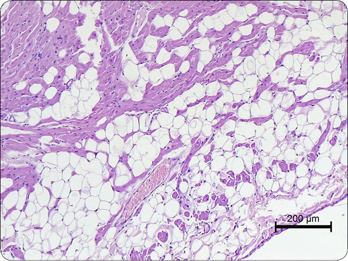 MEDYCYNA_KOTOW_25_Agnieszka_Noszczyk-Nowak_NIEWYDOLNOSC_SERCA_U_KOTOW_RYC_4