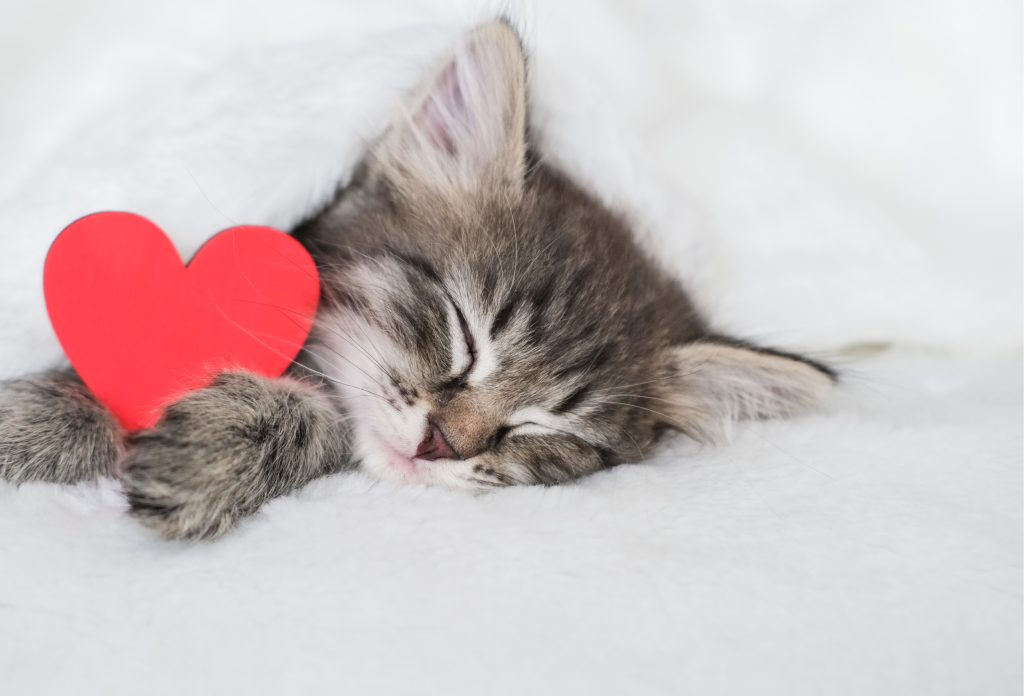 MEDYCYNA_KOTOW_25_Agnieszka_Noszczyk-Nowak_NIEWYDOLNOSC_SERCA_U_KOTOW_iStock-2225354417