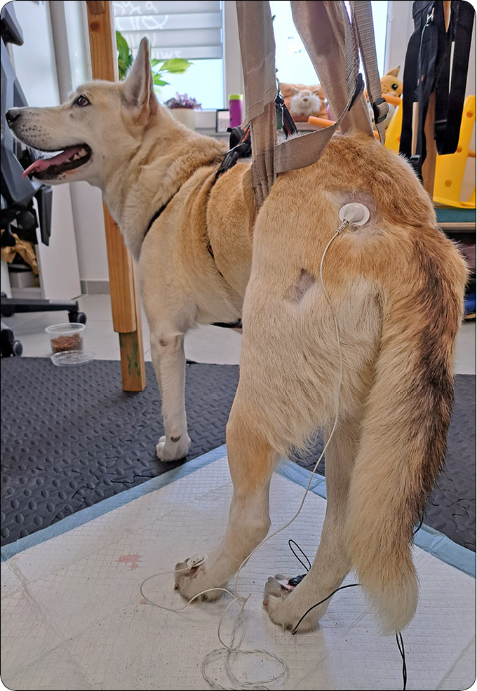 WWP_1-2_26_rehabilitacja_Magdalena_Plewa_FIZJOTERAPIA_U_PACJENTOW_GERIATRYCZNYCH_RYC_3