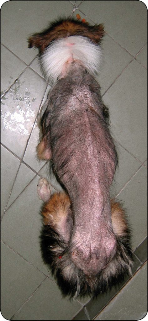 WWP_1-2_26_dermatologia_Marcin_Szczepanik_CHOROBY_SKORY_ZWIAZANE_Z_NIEDOBORAMI_ZYWIENIOWYMI_RYC_1