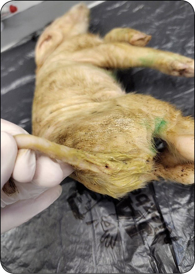 WWT_1_26_trzoda_chlewna_Weronika_Rybkowska_BIEGUNKI_WIRUSOWE_PROSIAT_SSACYCH_RYC_1_A