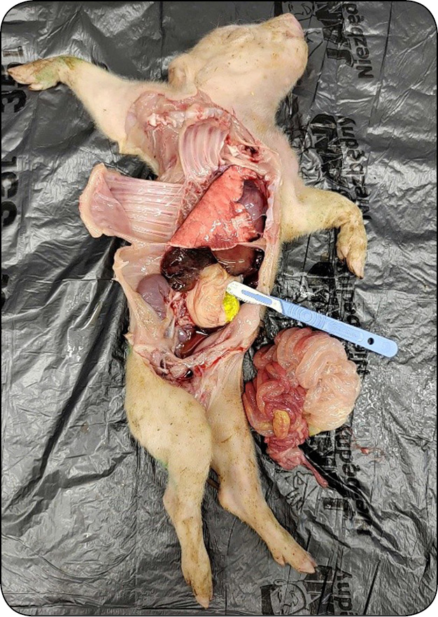 WWT_1_26_trzoda_chlewna_Weronika_Rybkowska_BIEGUNKI_WIRUSOWE_PROSIAT_SSACYCH_RYC_1_B