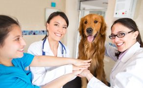 Feminizacja zmienia zawód lekarza weterynarii