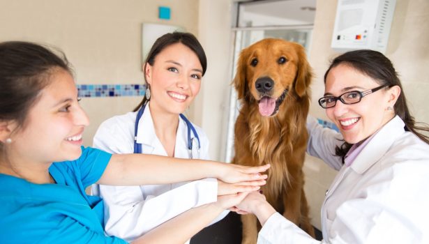 Feminizacja zmienia zawód lekarza weterynarii