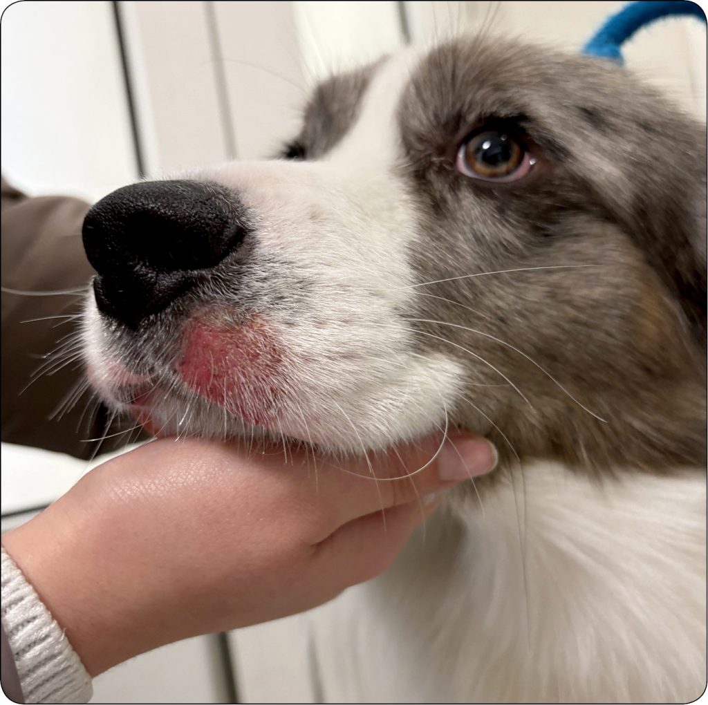 WWP_3_26_dermatologia_Jagoda_Ciszewska-Ceran_CHOROBY_SKORY_WARG_I_OKOLIC_WARG_RYC_4