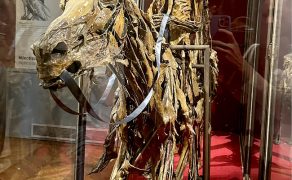 WWP_3_26_vet-relacje_Robert_Kraczkowski_WCVAA_FOT_2