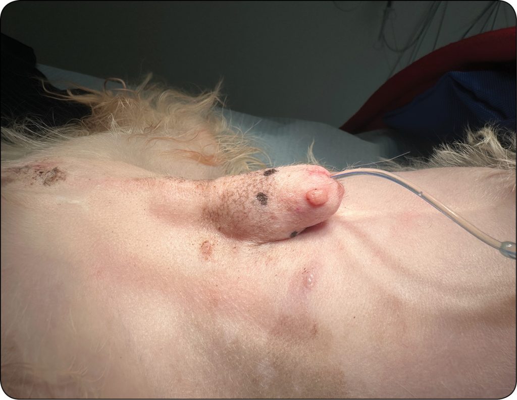 WWP_4_26_onkologia_Joanna_Bubak_PRYNCYPIA_CHIRURGII_ONKOLOGICZNEJ_RYC_1 chirurgii onkologicznej