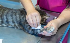 skażone gaziki alkoholowe