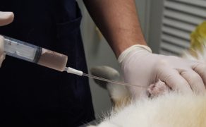 Leiomyosarcoma pęcherza moczowego u psa